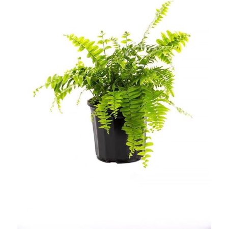 American Plant Exchange Macho Fern Giant Sword, Live Houseplant, 6-Inch Pot, Bold, Bright Green Fronds up to 4ft