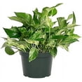 thumbnail image 1 of American Plant Exchange Marble Queen Pothos, 6-Inch Pot, Live Vining Plant, Easy Care Houseplant for Home & Garden, 1 of 6