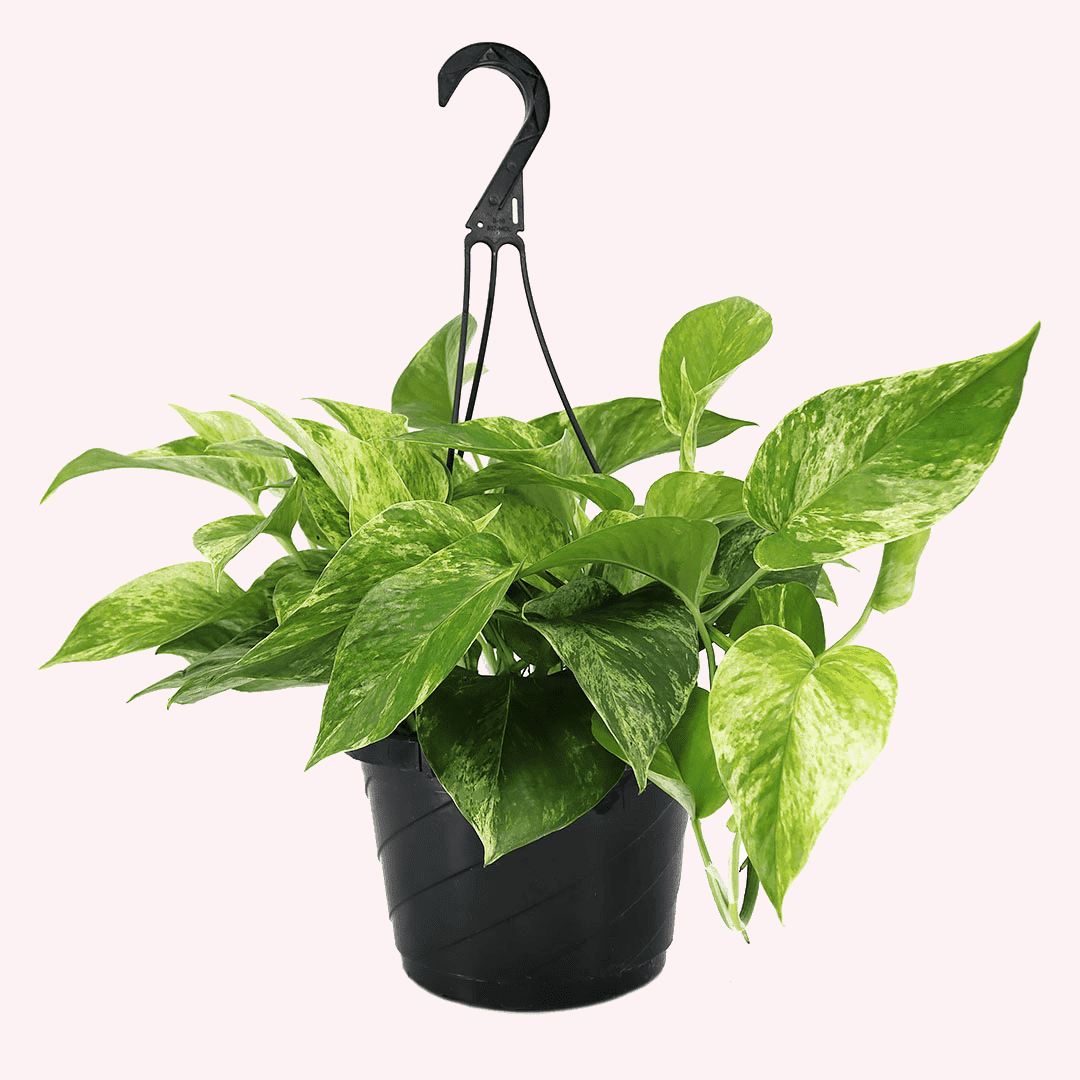 Marble Queen Pothos Green and White Hanging Basket Plant