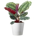 thumbnail image 1 of American Plant Exchange Medallion Calathea Peacock Prayer Plant, 6-Inch Pot, Live Indoor Houseplant, 1 of 7