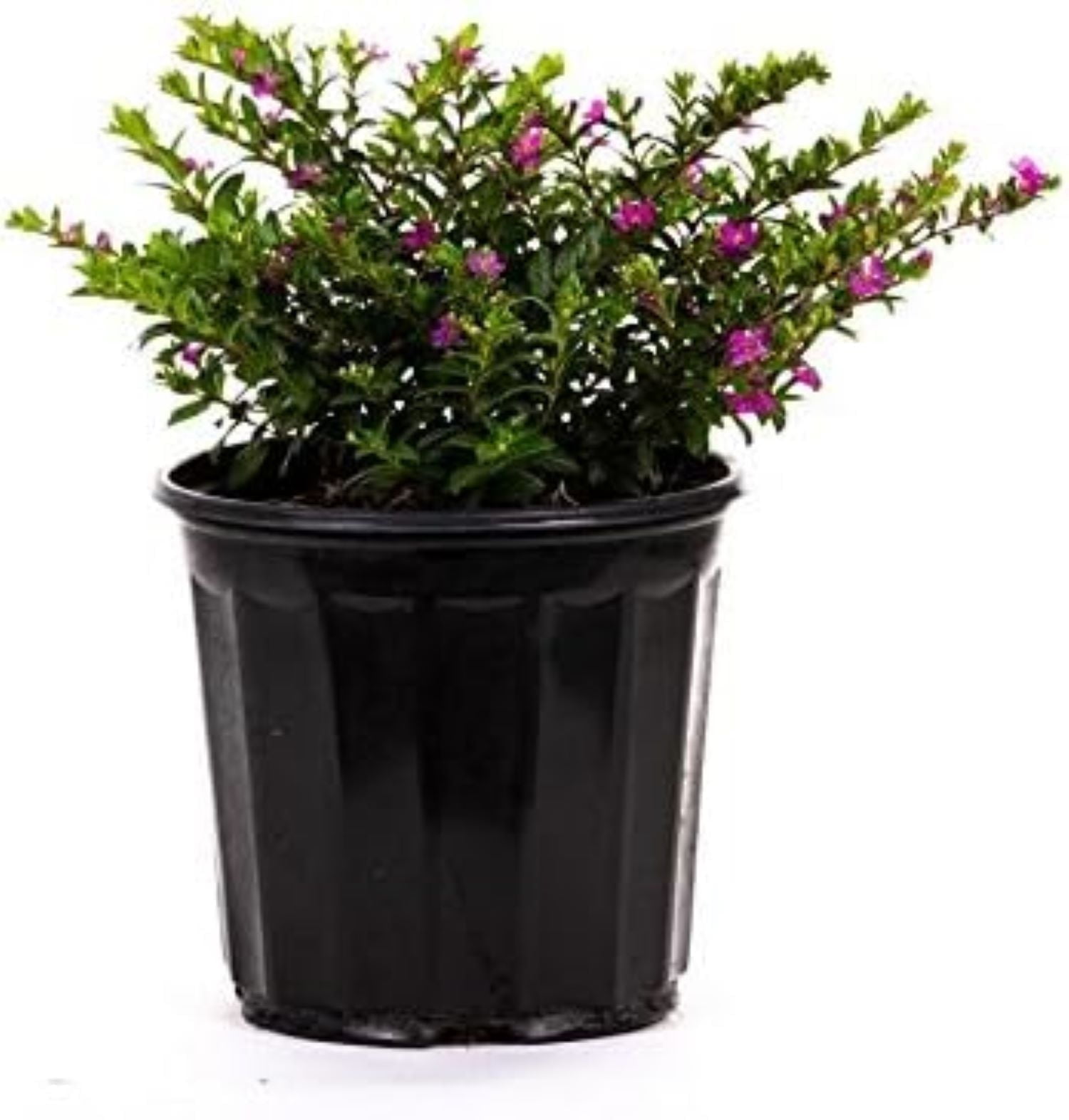 American Plant Exchange Mexican Heather Plant, Live Tropical Shrub, 6-inch Pot, White or Lavender Flowers