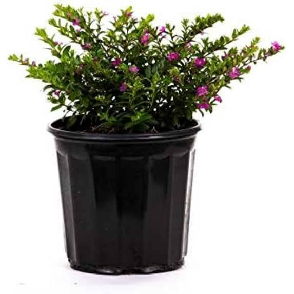 American Plant Exchange Mexican Heather Plant, Live Tropical Shrub, 6-inch Pot, White or Lavender Flowers