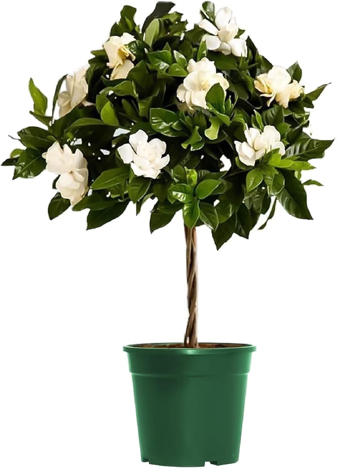 American Plant Exchange Mini Braided Gardenia Vetchii Tree, Live Flowering Houseplant, 6-Inch Pot, Light Shade, Fragrant Blooms