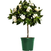 American Plant Exchange Mini Braided Gardenia Vetchii Tree in 6" Pot, Light Shade, Fragrant Blooms, Indoor Outdoor Houseplant
