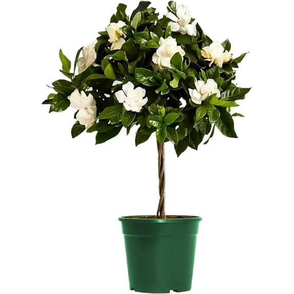 American Plant Exchange Mini Braided Gardenia Vetchii Tree in 6" Pot, Light Shade, Fragrant Blooms, Indoor Outdoor Houseplant