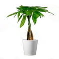 thumbnail image 1 of American Plant Exchange Money Tree Houseplant in 4" Pot, Stylish Cover Included, Braided Bonsai Plant, Good Luck Charm, 1 of 8