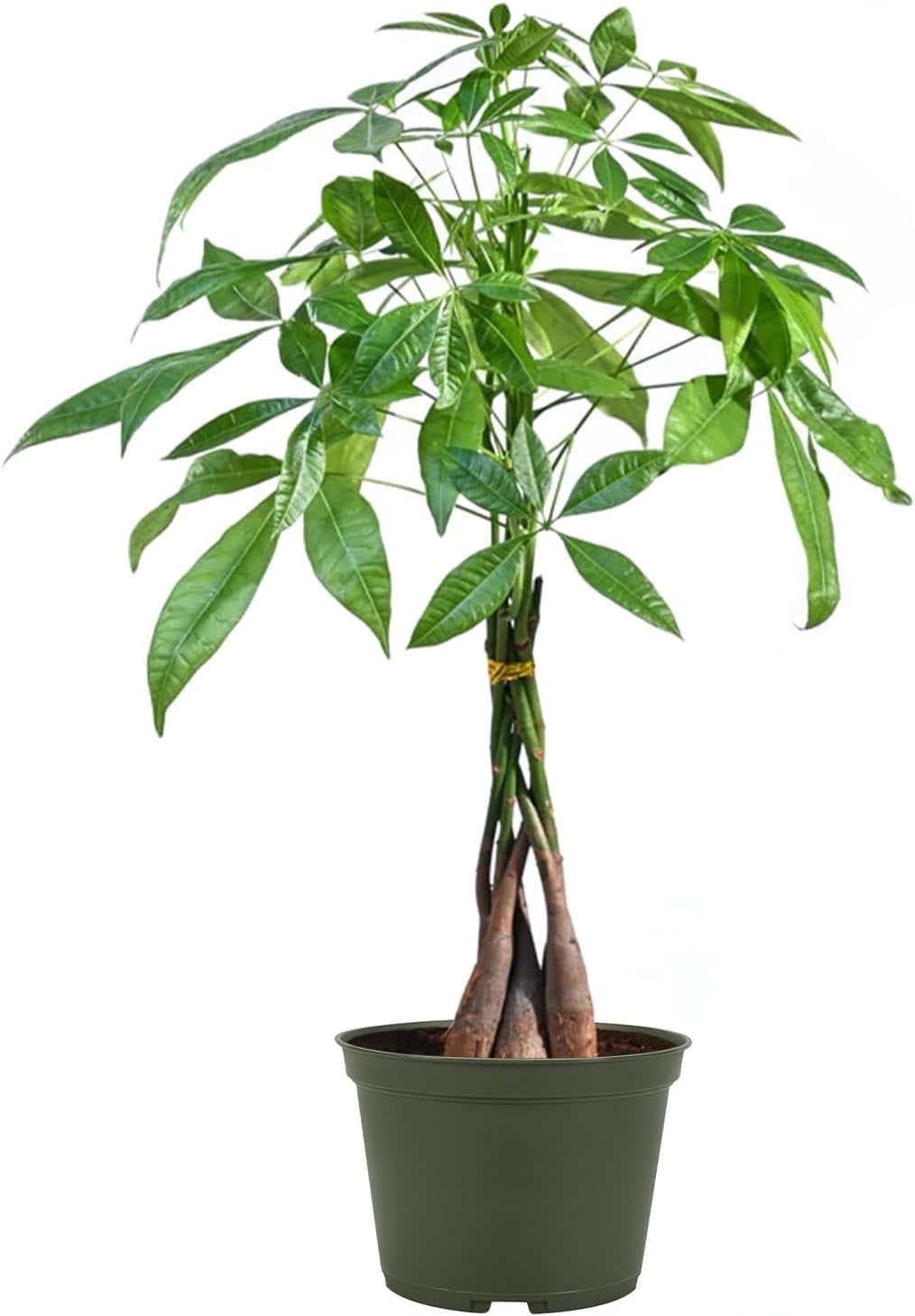 American Plant Exchange Money Tree
