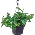 thumbnail image 1 of American Plant Exchange Monstera Adansonii Hanging Basket, 8-Inch, Wide Leaf Swiss Cheese Plant, Live Houseplant, 1 of 7