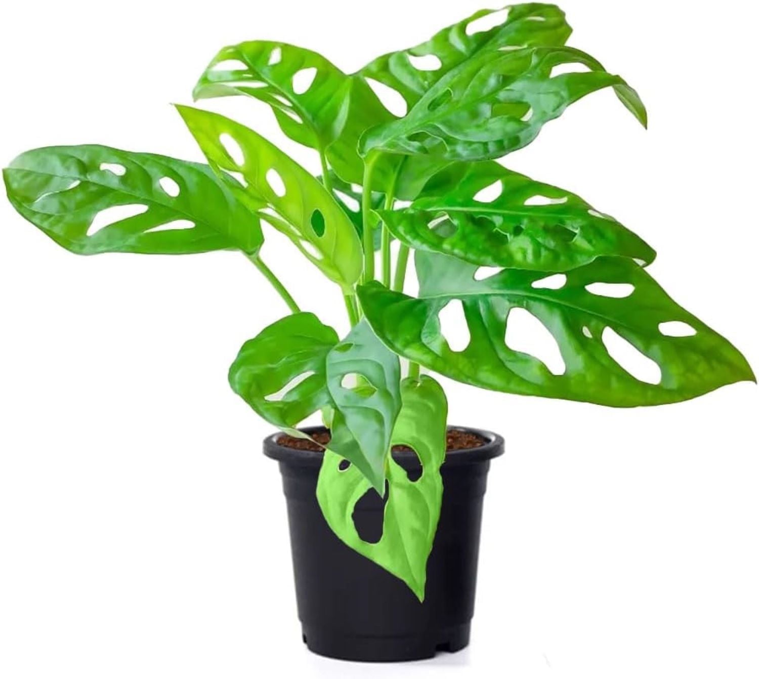 Monstera Adansonii Swiss Cheese Vine in 4-Inch Pot