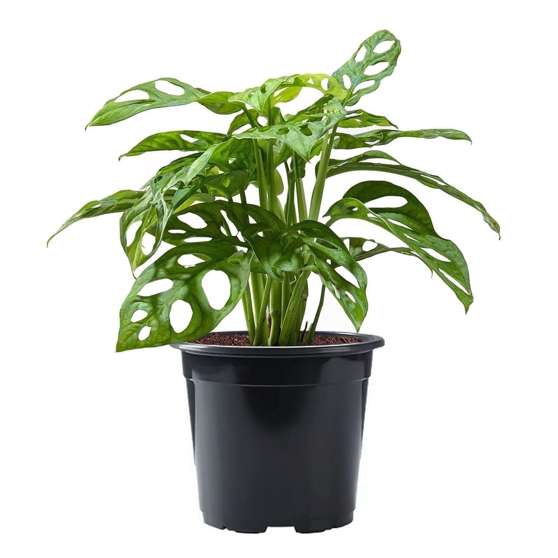 palm artificial plant Areca Palm 200cm  The Furniture Shack