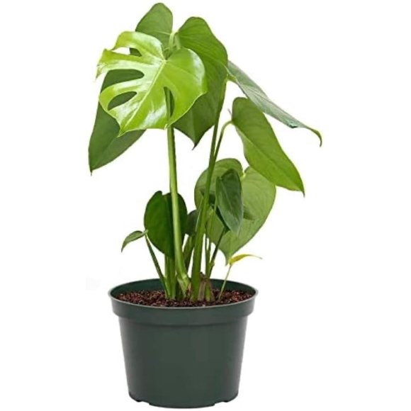 Monstera Plants in Indoor Plants - Walmart.com