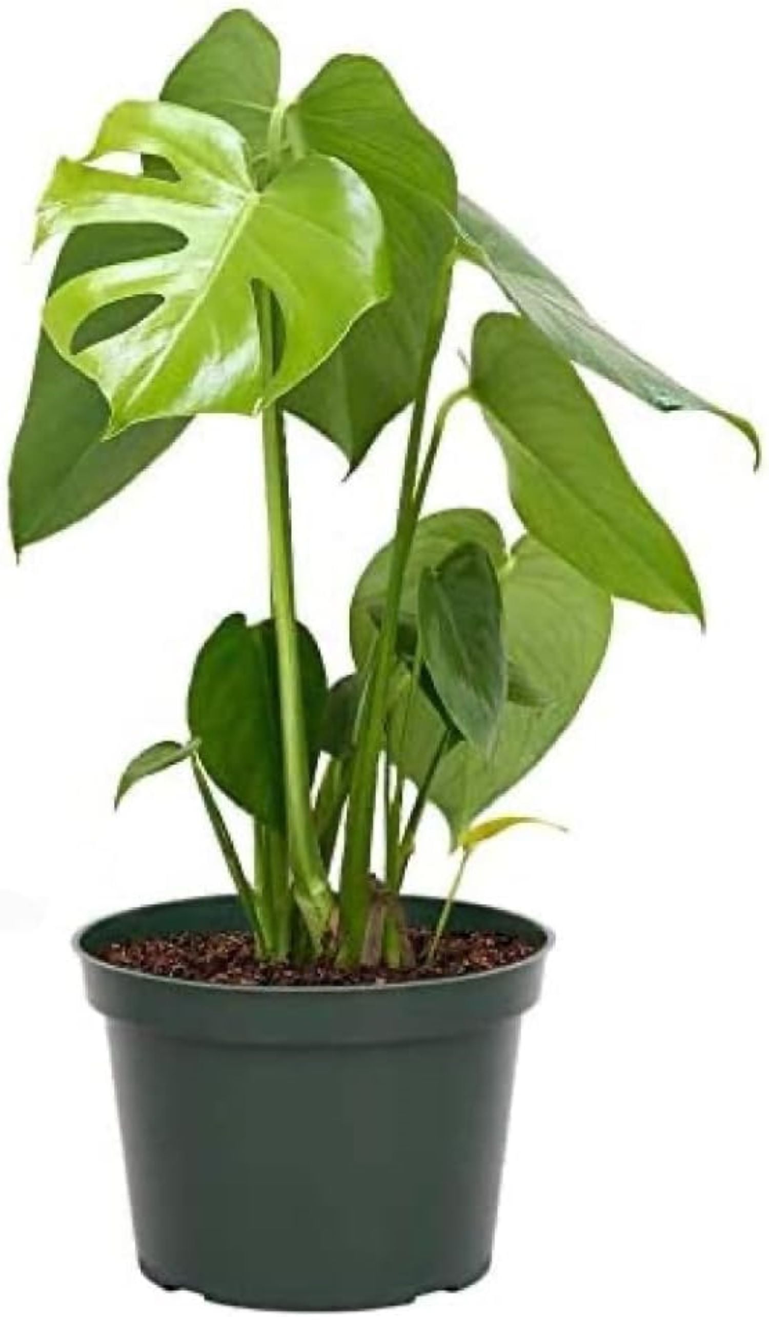 Monstera Deliciosa Split-Leaf Tropical Plant in White Pot