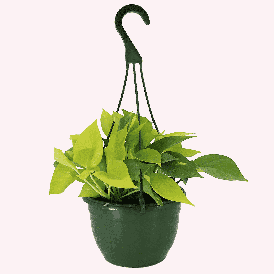 Neon Pothos 8-Inch Hanging Basket Indoor/Outdoor Plant