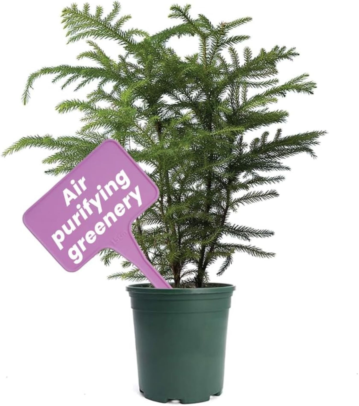 Norfolk Island Pine in Green Pot, 6-Inch Evergreen Indoor/Outdoor Plant
