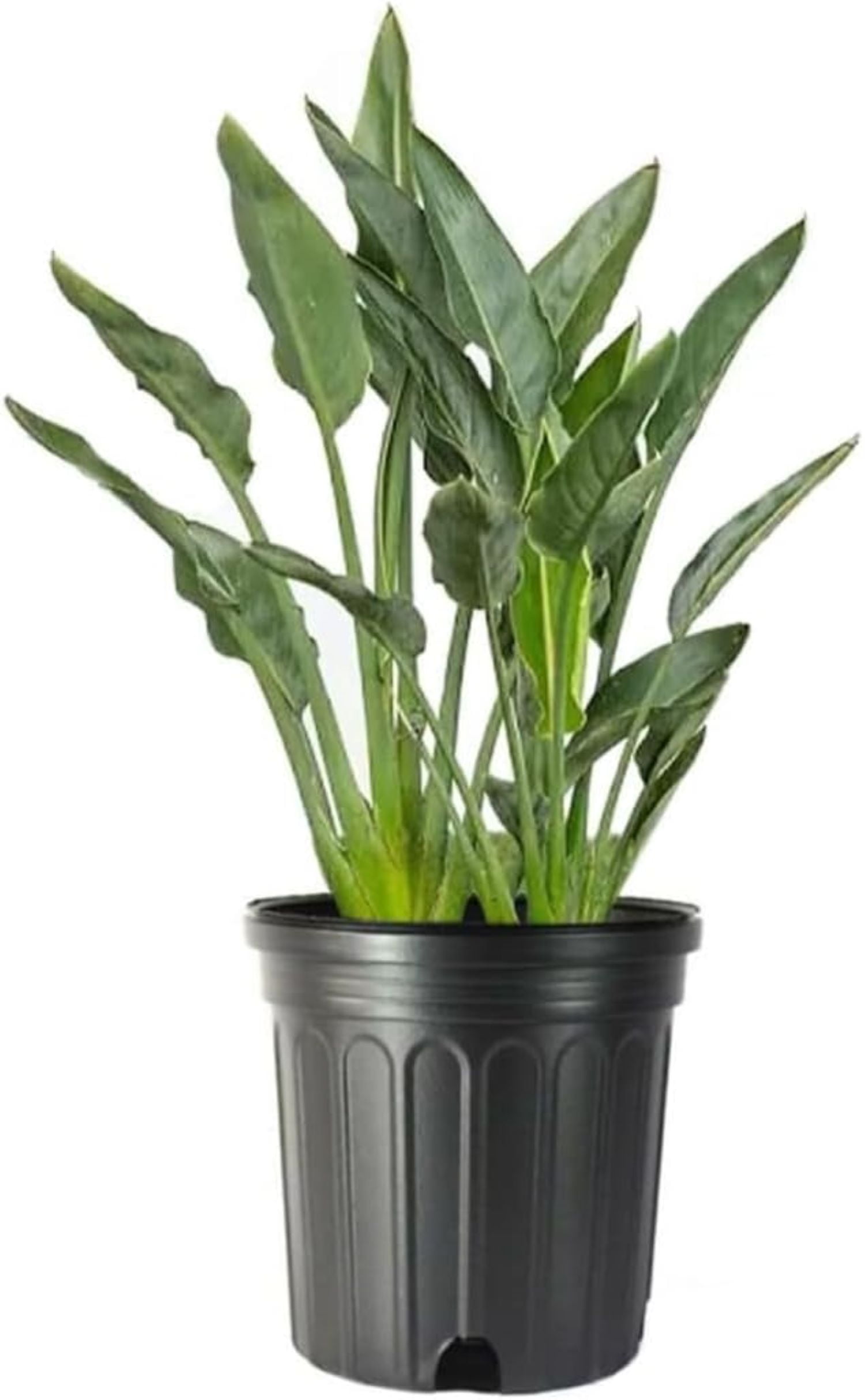 Large Orange Bird of Paradise in Black Pot