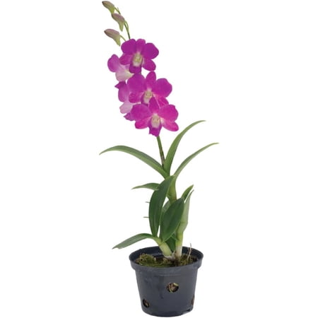American Plant Exchange Orchid Dendrobium, 4-Inch Pot, Water Once Per Week, Medicinal, Flowering Houseplant, Growers Pick Color