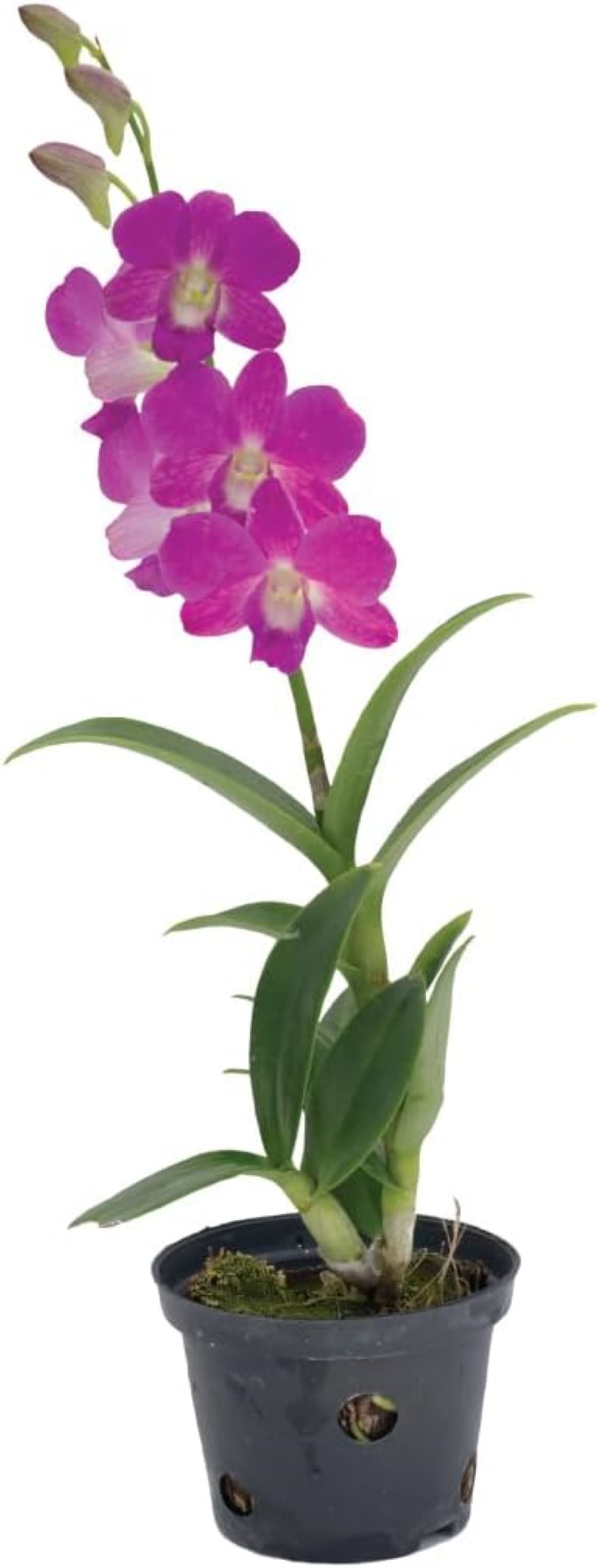 Dendrobium Orchid in 4-Inch Black Pot with Purple Flowers