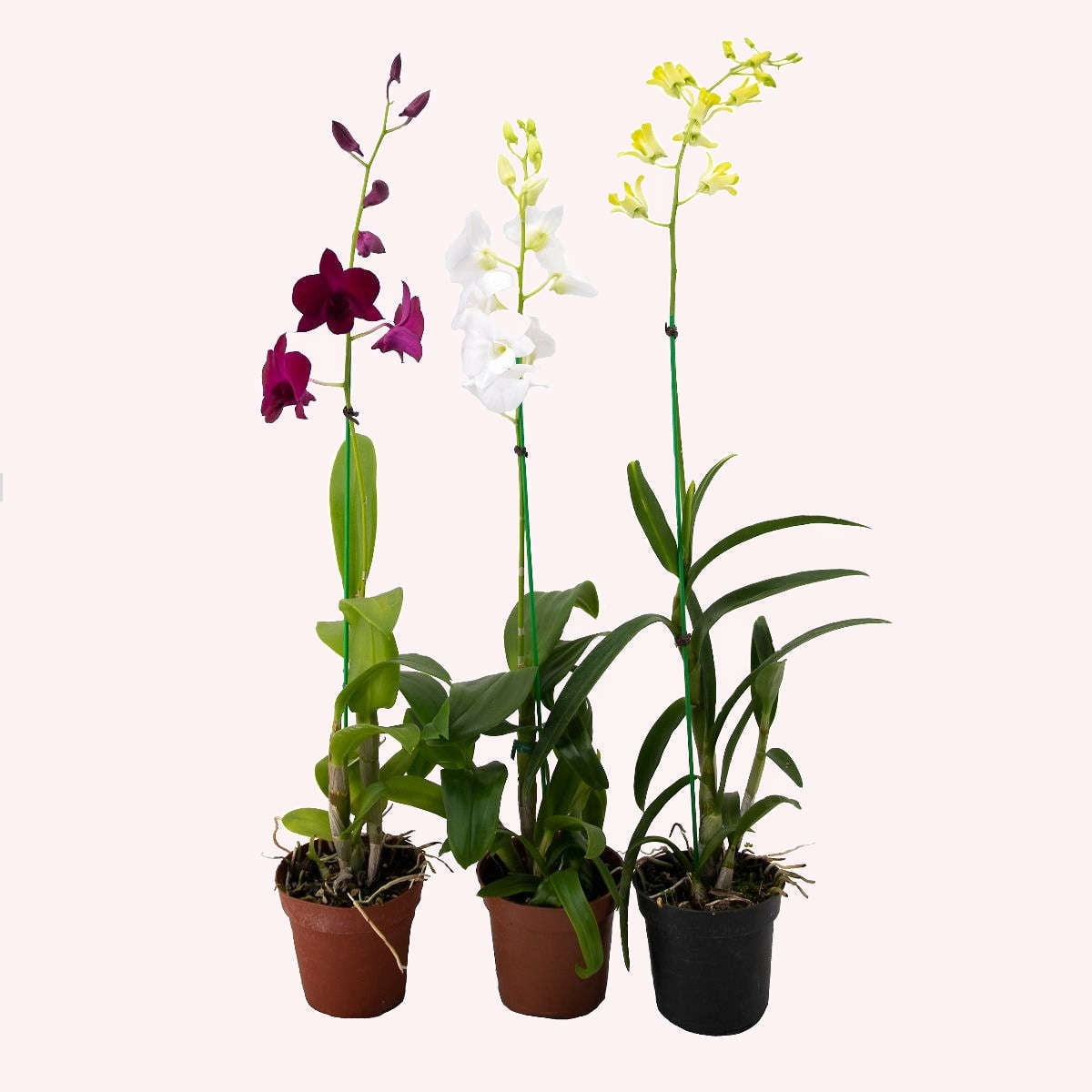American Plant Exchange Orchid Dendrobium, 4Inch Pot, Water Once Per