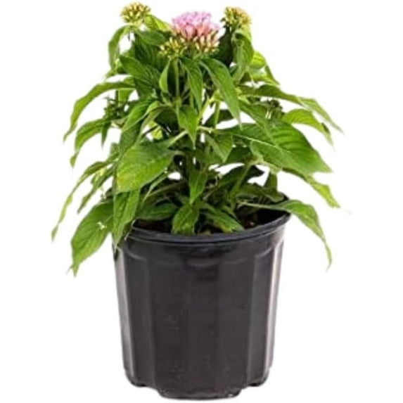 American Plant Exchange Pink Pentas Plant in 6" Pot, Vibrant Star Flowers, Full Sun, Easy Care