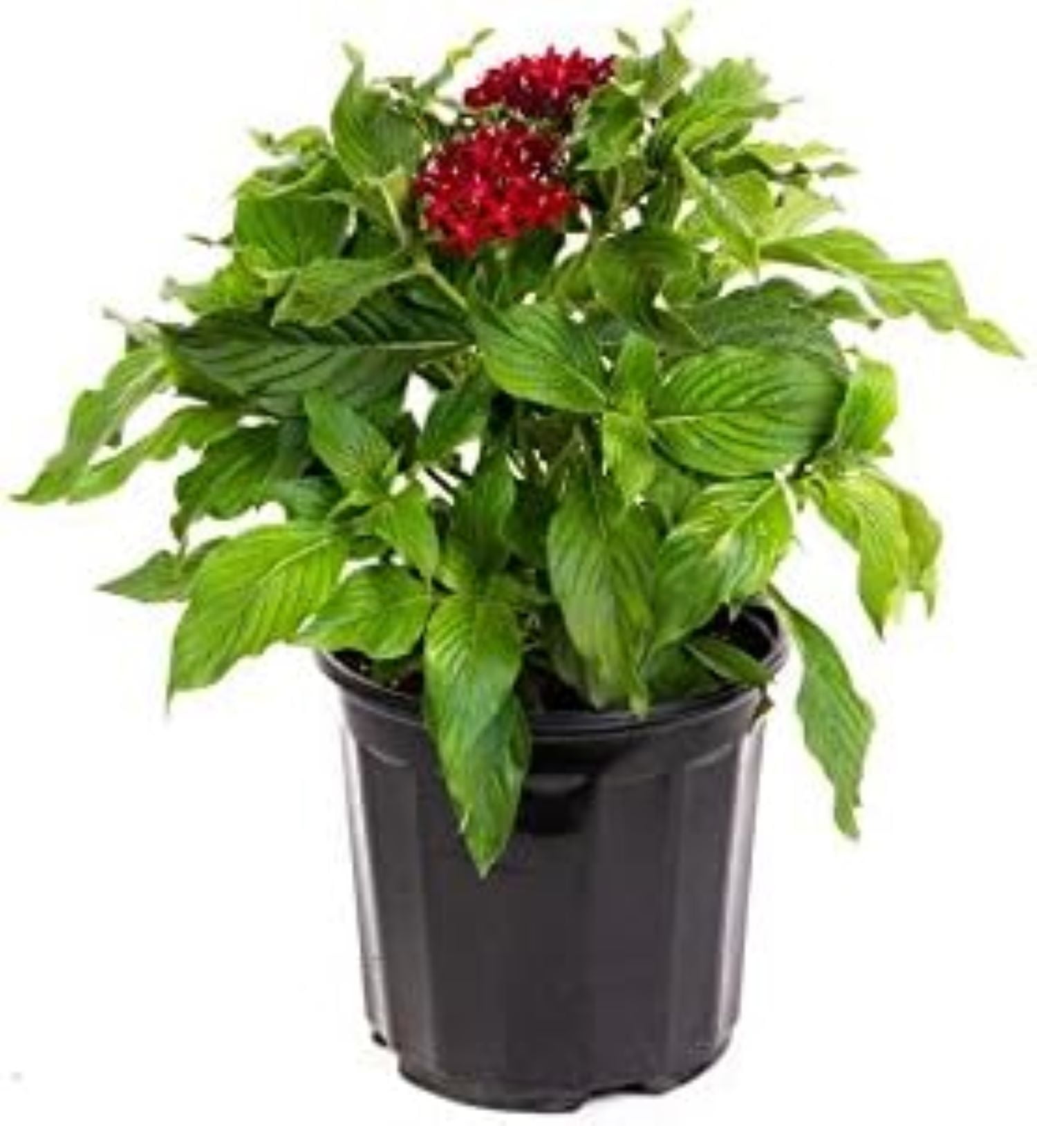 Dwarf Red Penta Flowering Plant in 6-Inch Pot