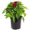 thumbnail image 1 of American Plant Exchange 'Red Lace' Pentas Plant in 6" Pot, Vibrant Star Flowers, Full Sun, Easy Care, 1 of 5