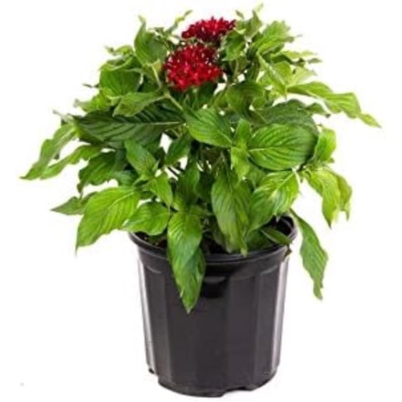 American Plant Exchange 'Red Lace' Pentas Plant in 6" Pot, Vibrant Star Flowers, Full Sun, Easy Care