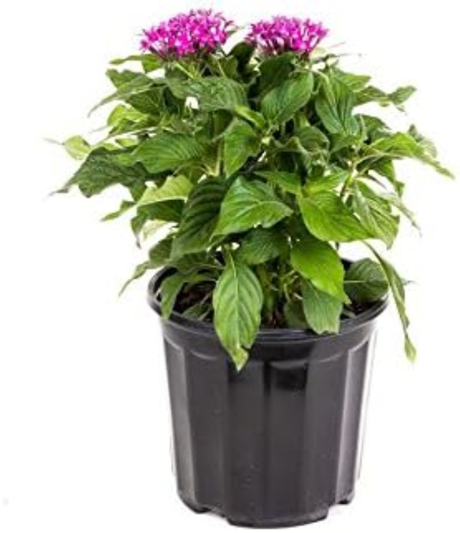 Dwarf Penta Purple Flowering Plant in 6-Inch Pot