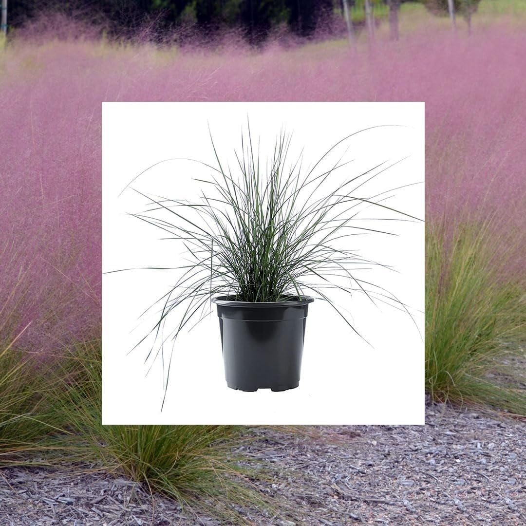 Pink Muhly Grass in 6-Inch Black Pot for Full Sun