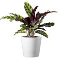 thumbnail image 1 of American Plant Exchange Rattlesnake Calathea "Lancifolia", Prayer Plant, 6-Inch Pot with White Pot Cover, Air Purifying, Chartruse Striped Foliage, 1 of 7