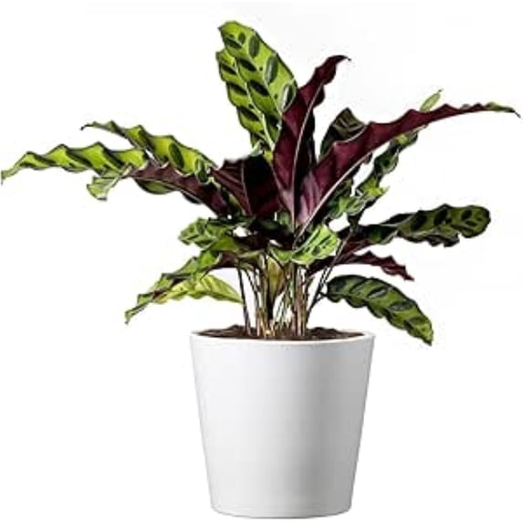 American Plant Exchange Rattlesnake Calathea "Lancifolia", Prayer Plant, 6-Inch Pot with White Pot Cover, Air Purifying, Chartruse Striped Foliage