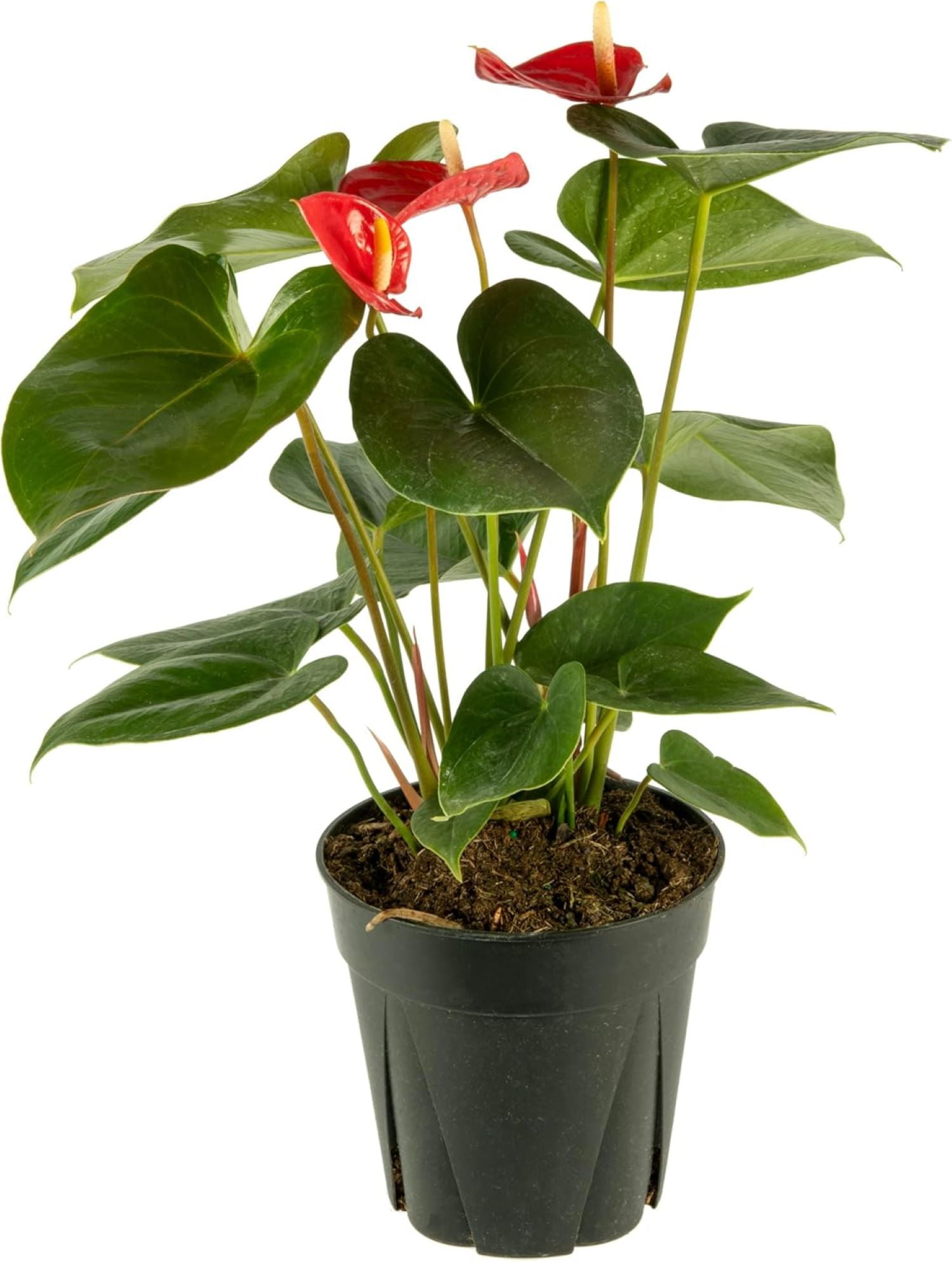 Red Anthurium in Black Pot, 18-Inch, Indoor/Outdoor Flowering Plant
