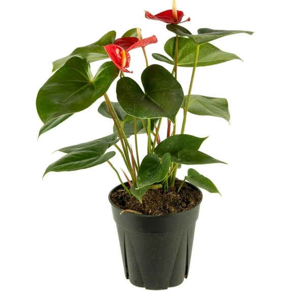 American Plant Exchange Red Anthurium, 6-Inch, Indoor Flowering Houseplant, Durable, Easy Care Live Plant