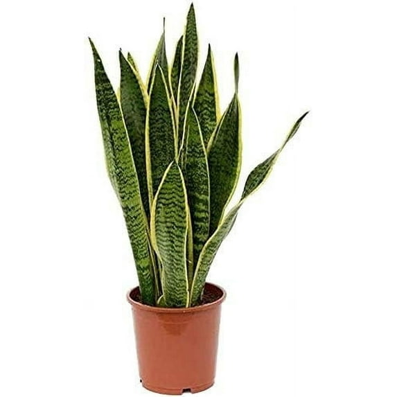 American Plant Exchange Sansevieria Laurentii, Live Snake Plant, 6-Inch Pot, Golden Edge Foliage, Easy Care, Low-Light Houseplant