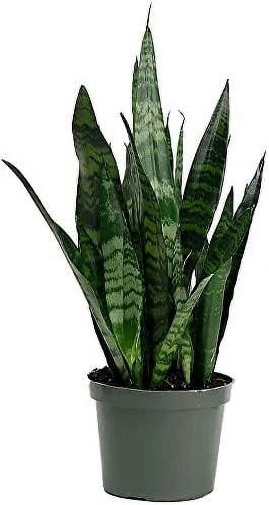 Green Sansevieria Zeylanica Snake Plant in 6-Inch Pot