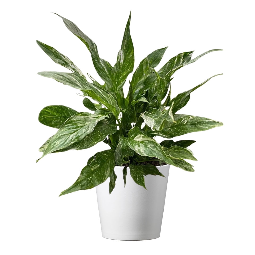American Plant Exchange Variegated Peace Lily in 6" Pot, Deco Cover, Live Flowering Houseplant, Low Light, Easy Care, Get Well Soon or Sympathy Gift