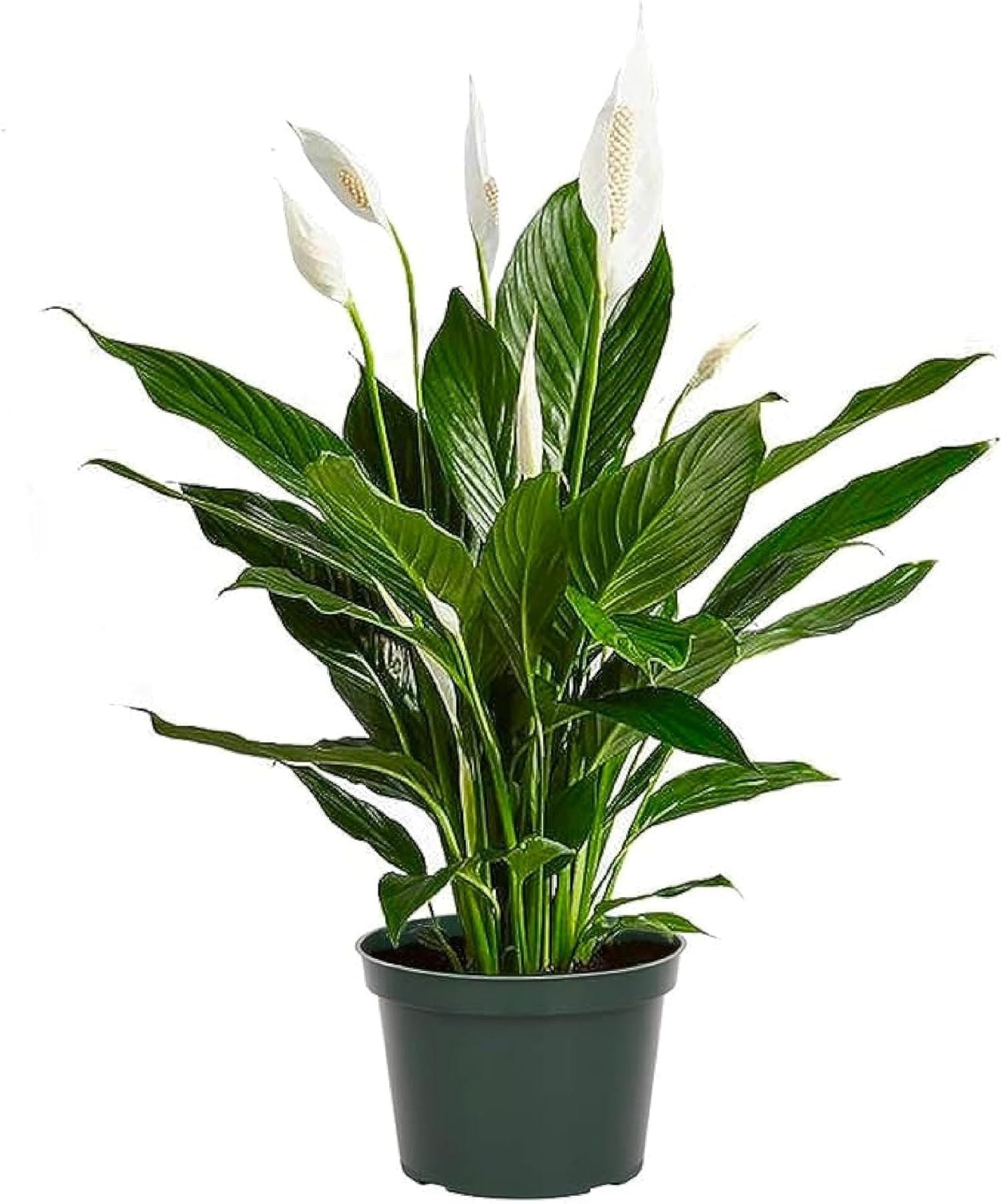 Spathiphyllum Peace Lily in Dark Green Pot, Air-Purifying Indoor Plant