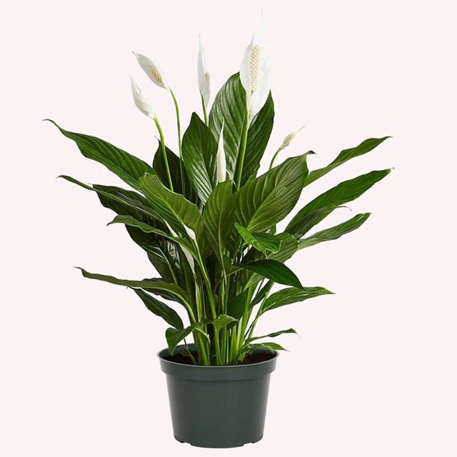 American Plant Exchange Spathiphyllum Peace Lily, Live Flowering Plant
