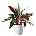 thumbnail image 1 of American Plant Exchange Multicolor Stromanthe Triostar Live Houseplant in 6" Pot, Vibrant Prayer Plant, Bright Indirect Light, 1 of 6