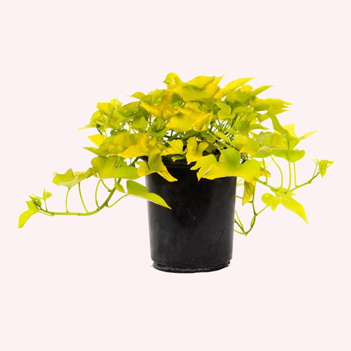 American Plant Exchange Sweet Potato Vine, 6Inch Pot, Ornamental