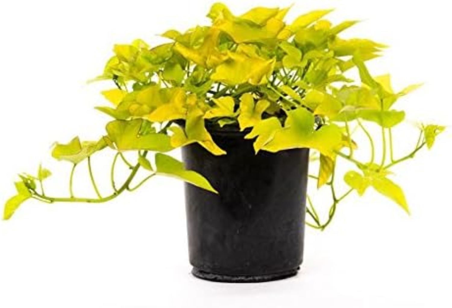 Desana Lime Sweet Potato Vine in 6-Inch Black Pot