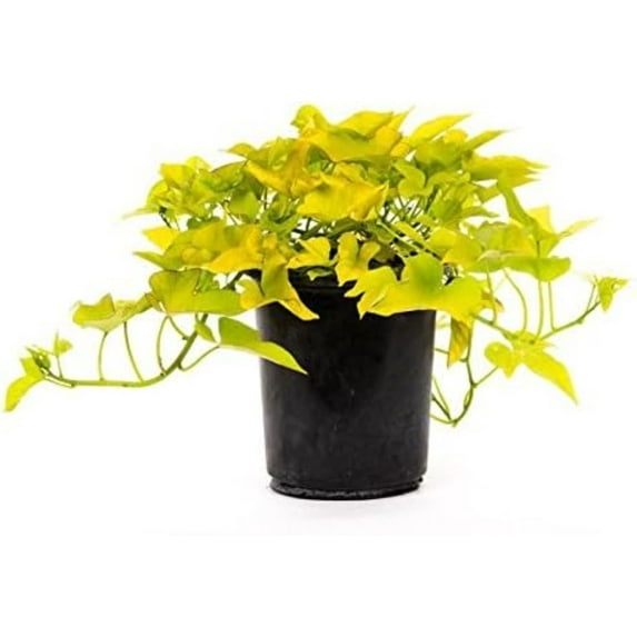 American Plant Exchange Sweet Potato Vine, 6-Inch Pot, Ornamental, Vining Tropical Live Plant for Home & Garden
