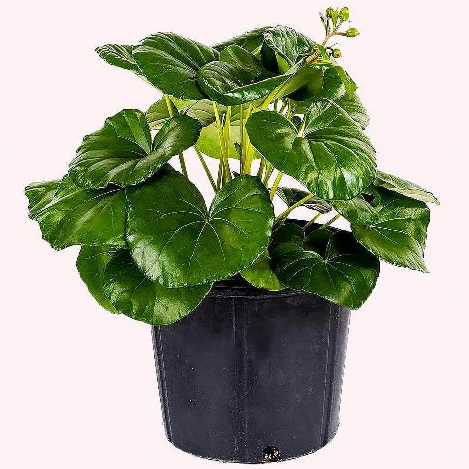 American Plant Exchange Tractor Seat Plant, Farfugium Japonicum, Live