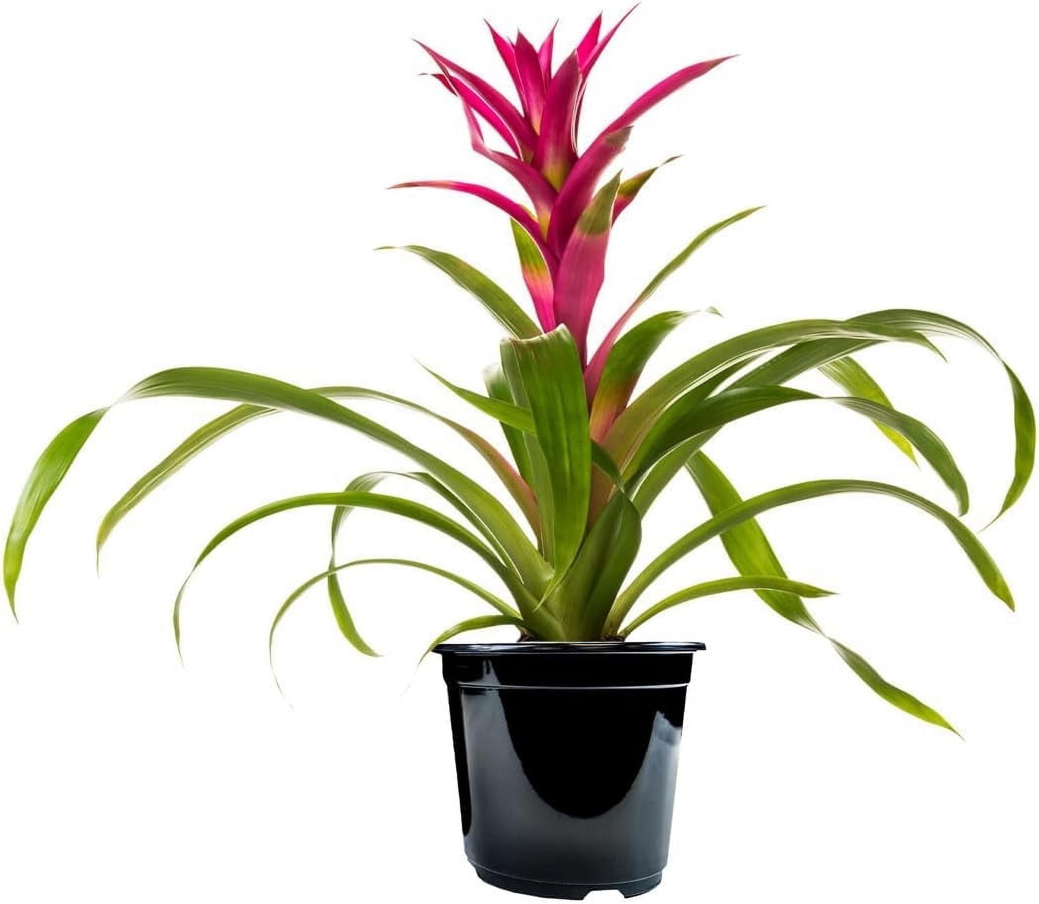 American Plant Exchange Tropical Flowering Bromeliad, Assorted Colors, 6-Inch Pot, Stunning Live Houseplant, Perfect for Gifting