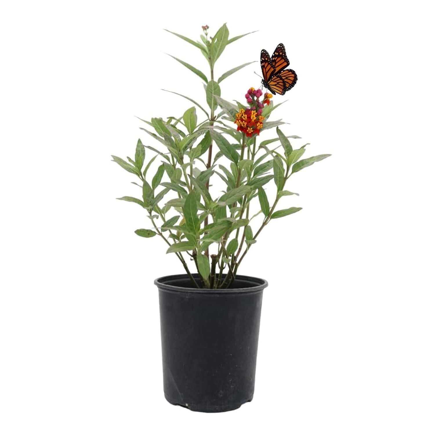 American Plant Exchange Tropical Milkweed, Curassavica, 6-Inch Pot, Flowering Live Plant, Perfect for Butterfly Gardens