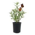 thumbnail image 1 of American Plant Exchange Tropical Milkweed, Curassavica, 6-Inch Pot, Flowering Live Plant, Perfect for Butterfly Gardens, 1 of 7