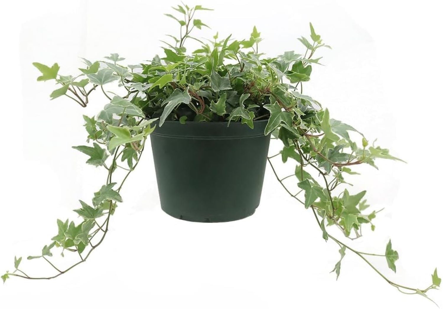 Variegated English Ivy in 6-Inch Green Pot