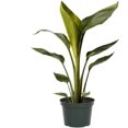 thumbnail image 1 of American Plant Exchange White Bird of Paradise Live Flowering Plant in 6" Pot, Bright Indirect Light, 1 of 5