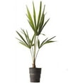 thumbnail image 1 of American Plant Exchange Windmill Palm Tree 2 Pack, 4-Inch Pots, Cold-Hardy Outdoor Landscape Plants, Zones 7-11, 1 of 2
