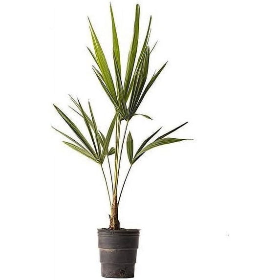 American Plant Exchange Windmill Palm Tree 2 Pack, 4-Inch Pots, Cold-Hardy Outdoor Landscape Plants, Zones 7-11