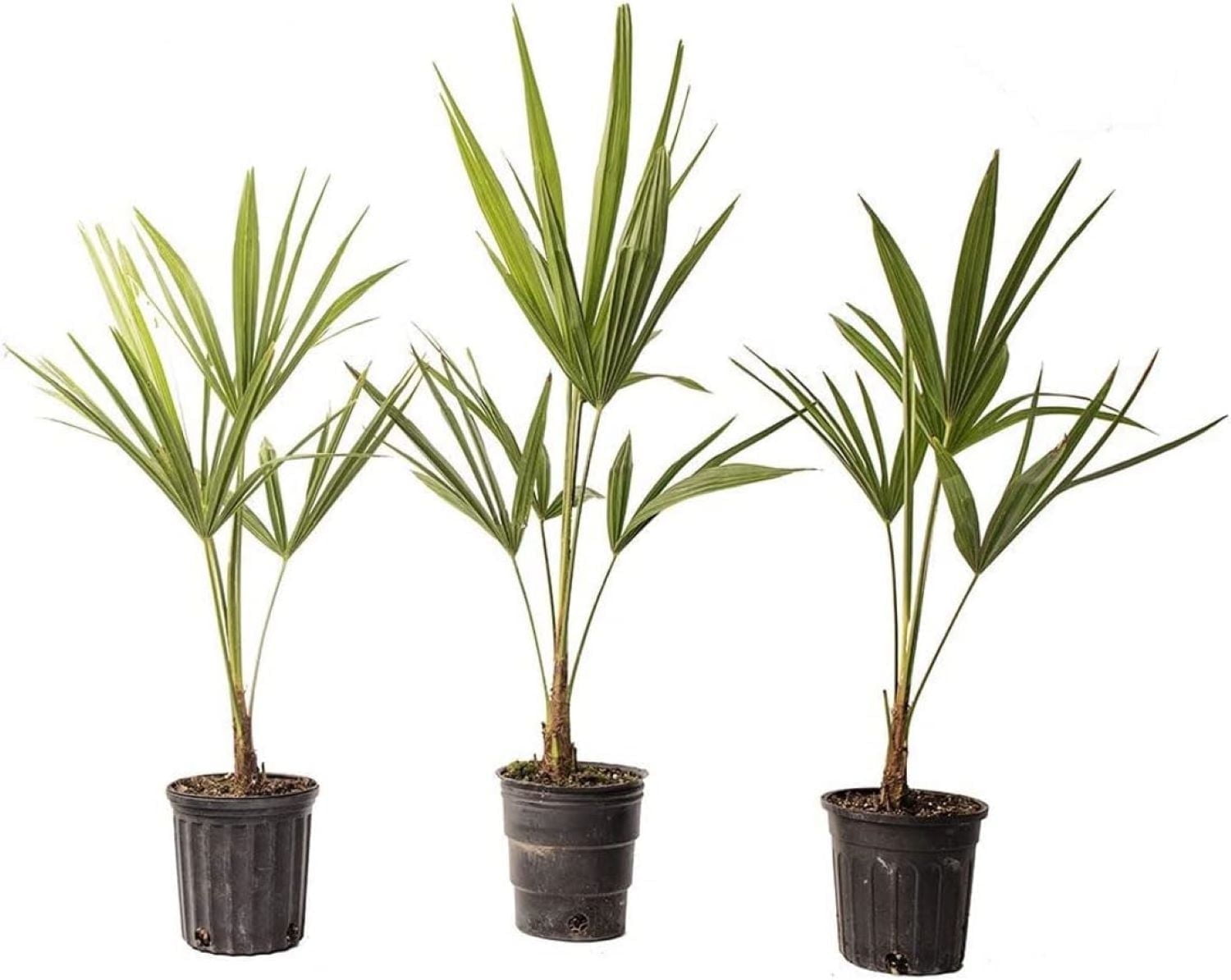American Plant Exchange Windmill Palm 3-Pack, 4-Inch Pots, Cold-Hardy ...